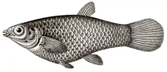 ilustração da Poecilia vivipara