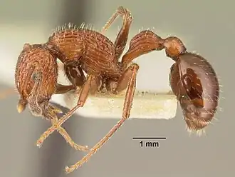 Poecilomyrma senirewae