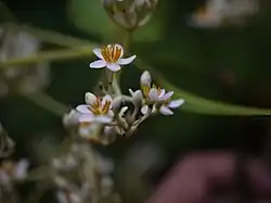 Poeciloneuron indicum.