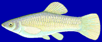 Gravura de Poecilia formosa