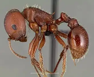 Pogonomyrmex barbatus de perto.