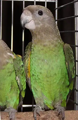 Poicephalus cryptoxanthus