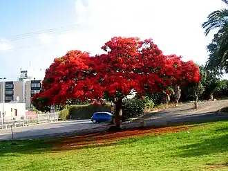 Poinciana
