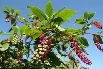 Phytolacca americana