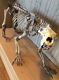 Museu Arqueológico – Esqueleto de urso polar de Judaberg