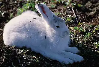 Lebre-ártica com pelagem de Inverno