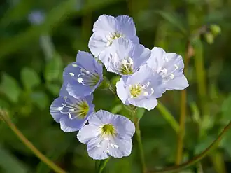 Polemonium reptans