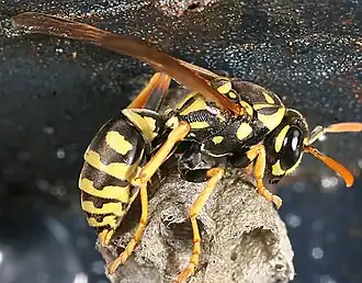 Polistes dominulus