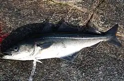 Pollachius virens pescado em Tromsø, Noruega