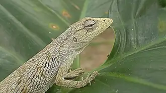 Jovem lagarto papa-vento. Polychrus acutirostris