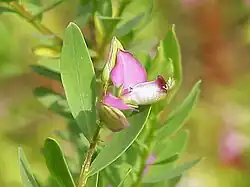 Polygala myrtifolia.