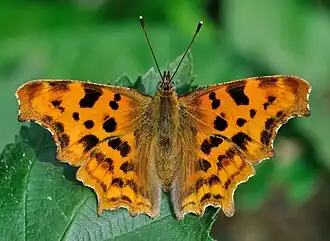 Espécime de Polygonia c-album.