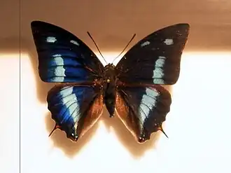 Vista superior do macho de P. cyanea (ex Anaea cyanea).[1]