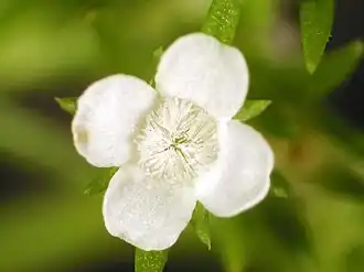 Polypremum procumbens.