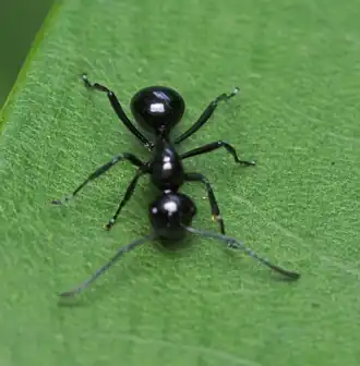 Polyrhachis Demangei queen da pagina do reddit r/ants