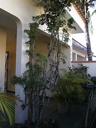 Polyscias guilfoylei e Polyscias fruticosa