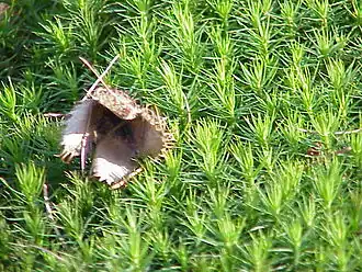 Tapete de Polytrichum formosum