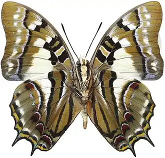 Vista inferior de Charaxes pyrrhus (ex P. pyrrhus), uma espécie do ex gênero Polyura que se encontra distribuída de Timor à Austrália. Foi a espécie-tipo do gênero.[1]