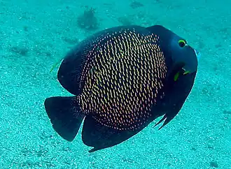 Peixe frade (Pomacanthus paru)