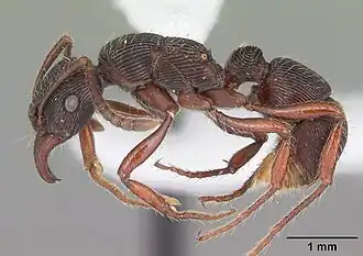 Gnamptogenys triangularis