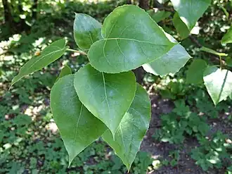 Folha da Populus wilsonii