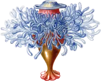 Porpema prunella (gravura da obra Kunstformen der Natur, de Haeckel).