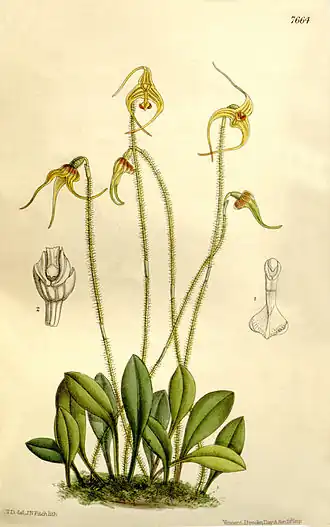 Porroglossum muscosum