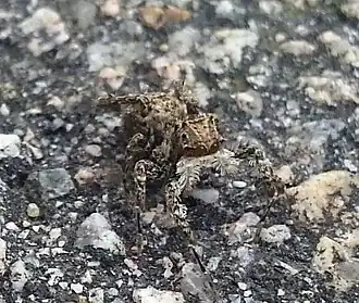 P. labiata de Hong Kong