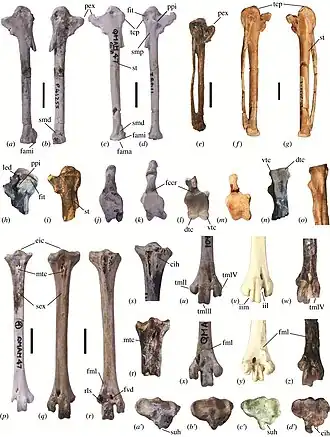Elementos pós-cranianos de Wilaru&nbsp;[en], Presbyornis pervetus, Teviornis e do tachã.