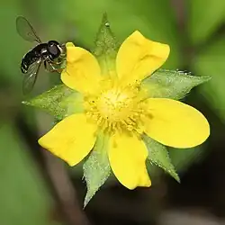 Flor de falso morango.