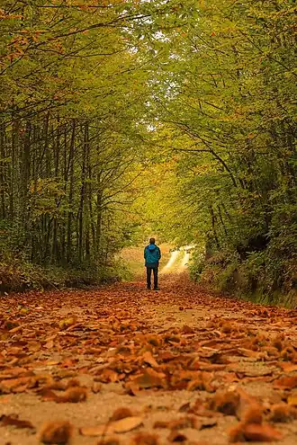 Bosque na Aldeia de Montanha de Prados, Celorico da Beira