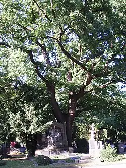 Sepulturas e vegetação