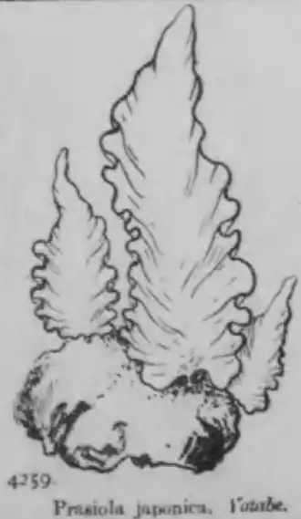 Prasiola japonica.
