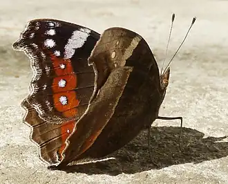 Fotografia de P. archesia, em Pretória, África do Sul, mostrando sua padronagem de "borboleta-folha" em vista inferior; também encontrada em Angola, Rodésia e África Oriental.[3][4]