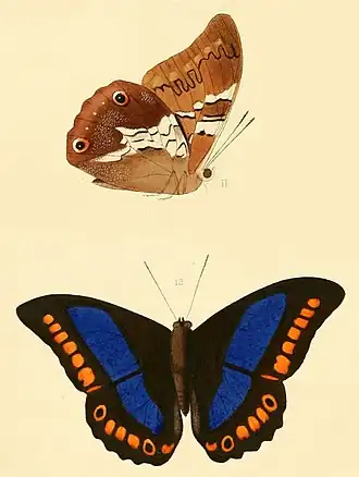 Ilustração de Prepona deiphile, subespécie xenagoras[6], vista inferior (acima) e superior (abaixo), por William Chapman Hewitson; encontrada na Bolívia.[11]