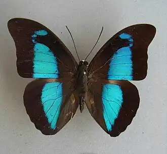 Fotografia de Mesoprepona pheridamas, vista superior. Incluída em gênero monotípico dentre os Preponini no ano de 2017, no estudo Using Molecules and Morphology to Unravel the Systematics of Neotropical Preponine Butterflies (Lepidoptera: Charaxinae: Preponini).[9][10]