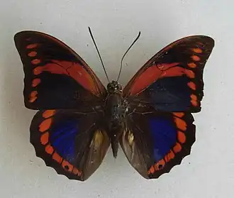 P. praeneste macho, vista superior.