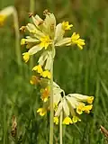 Primula veris