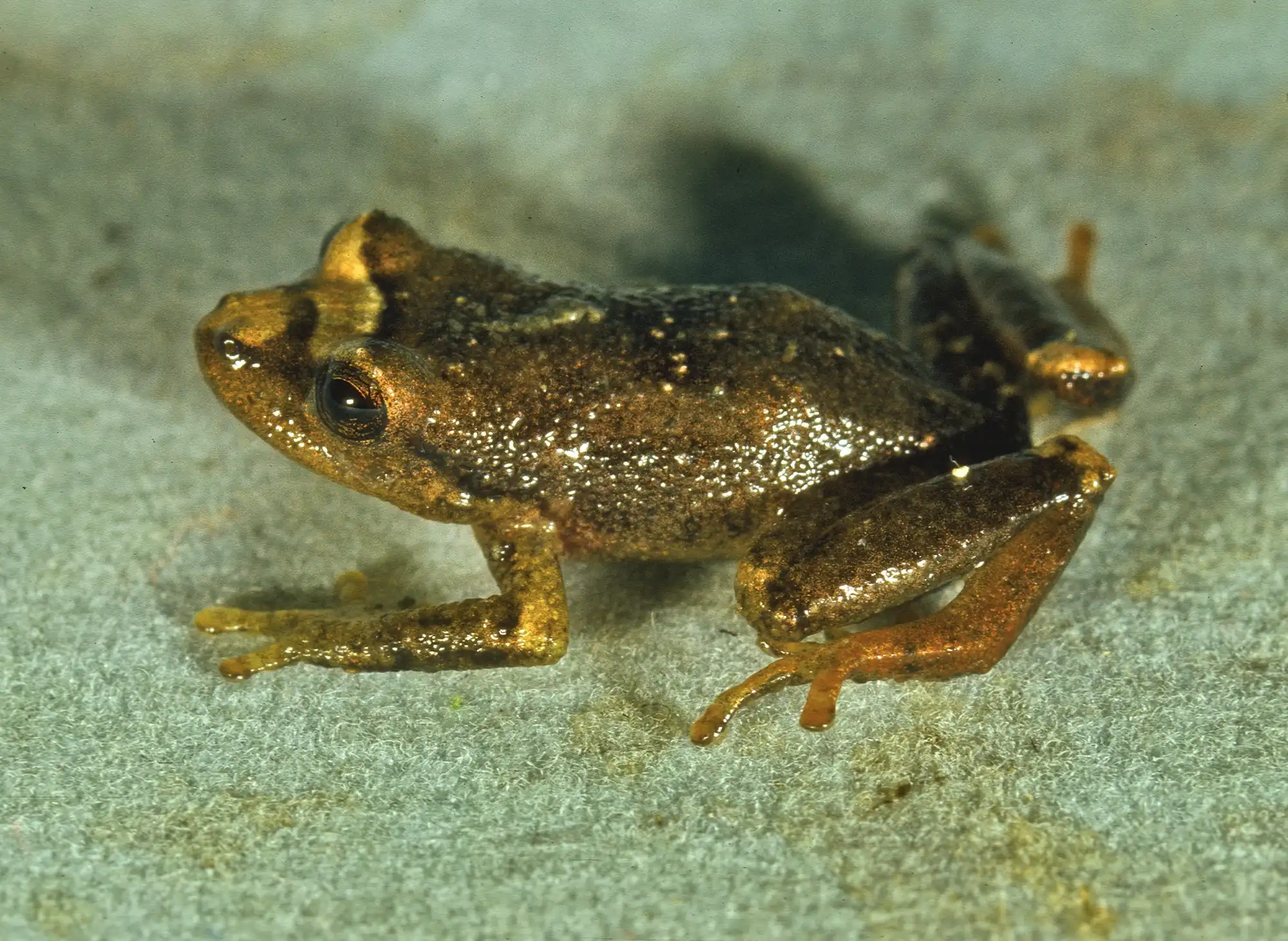 Pristimantis_colodactylus