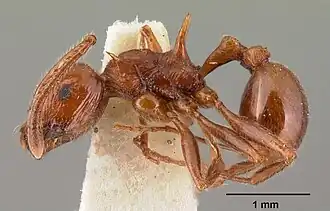 Pristomyrmex bispinosus