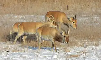 Gazelas-mongóis no Krai da Transbaicália, na Rússia