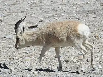 Gazela-tibetana em Sikkim, na Índia