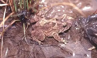 Proceratophrys avelinoi