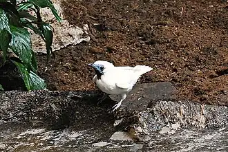 Araponga no Parque Zoológico de Barcelona, na Espanha