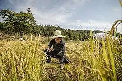Um jovem ajuda a colher arroz manualmente em uma fazenda de agricultura natural em uma imagem de produção do filme "Final Straw: Food, Earth, Happiness "
