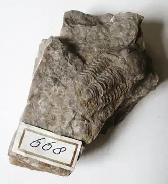 Fóssil de P. concinnus