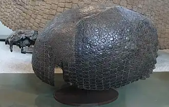 Propalaeohoplophorus minor