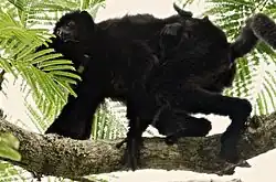 Propithecus perrieri