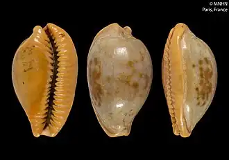 Três vistas (inferior, superior e lateral) de uma concha de P. surinamensis. Espécime classificado como Cypraea ingloria por Crosse, em 1878;[1] depositado no Museu Nacional de História Natural, França.