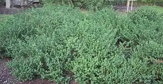 Prostanthera cuneata